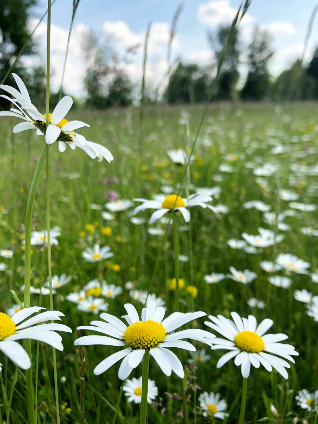 Linda Trein_Blumenwiese_Margerite